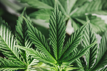 Marijuana plant leaf cannabis background
