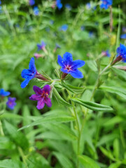 pulmon&aacute;ria lungwort flowers on green