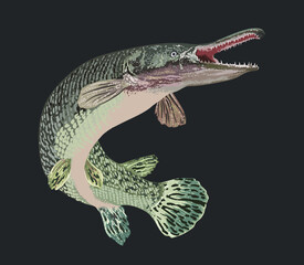 Drawing aligator gar, monster fish, art.illustration, vector