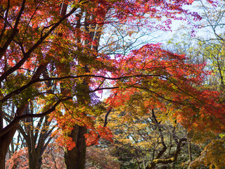紅葉