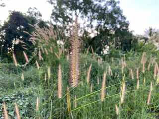 Fototapeta premium grass in a field