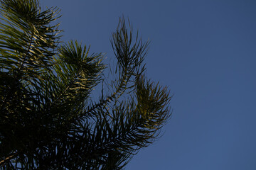 tree leaves in the wind, cloudless blue sky on a summer day.