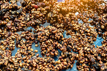 Kopi luwak, or civet coffee, is coffee that includes partially digested coffee cherries, eaten and defecated by the Asian palm civet.