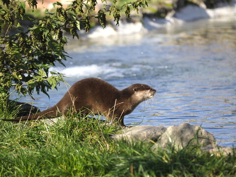 Bieber in freier Natur
