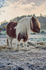 Shetland pony in the middle of frosty field