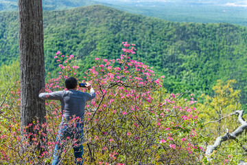 Tourist man back photographing pink rhododendron wild flowers with smartphone in Blue Ridge...