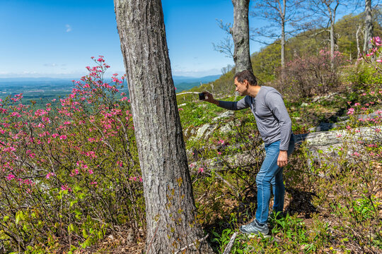 Tourist Man Photographing Pink Rhododendron Wild Flowers With Smartphone In Blue Ridge Mountains, Virginia Parkway Spring Springtime Sunny Day