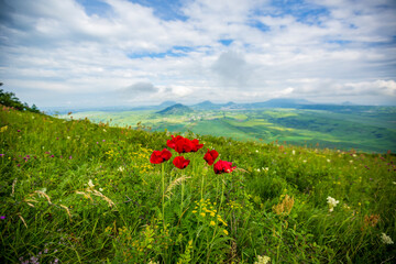 Wild red tulips in Mineralnye Vody Region. Caucasus. Stavropol