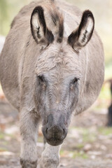 Fototapeta premium donkey