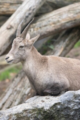 mountain goat on the rock