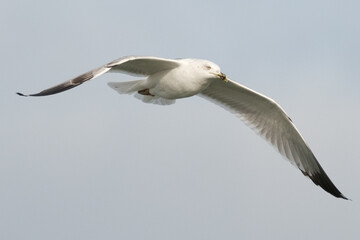 Yellow-legged gull - Larus michahellis