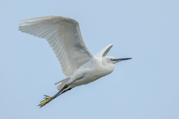 Little egret - Egretta garzetta