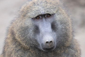 baboon sitting in the ground