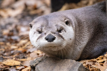 otter on the rock