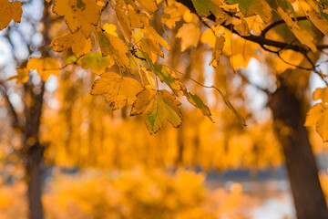 branch with orange and brown dry leaves .  sunny day. autumn background