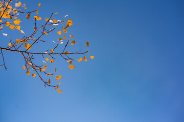 branch with orange and brown dry leaves . blue sky. sunny day. autumn background