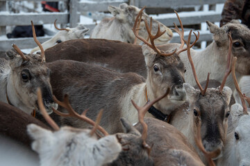 Rentiere in Lappland, Finnland