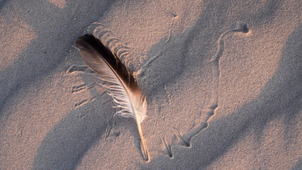  A feather in the beach sand in warm evening light with pattern drawn by wind