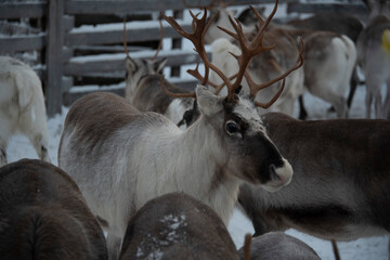 Rentiere in Lappland, Finnland