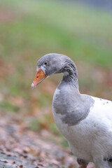 portrait of a duck