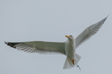 Yellow-legged gull - Larus michahellis