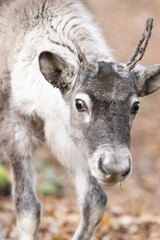 close up of a reindeer