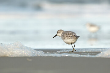 Sanderling in Kurvenlage