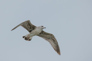 Yellow-legged gull - Larus michahellis