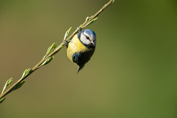 Eurasian blue tit sitting on a branch