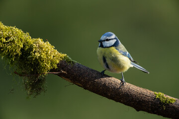 Eurasian blue tit sitting on a branch