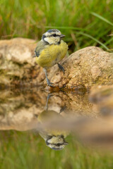 Mirror image of a eurasian blue tit at the corner of a puddle