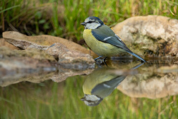 Obraz premium Mirror image of a eurasian blue tit at the corner of a puddle