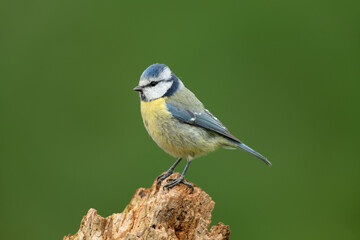 Eurasian blue tit sitting on a branch