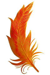 Set of bird feathers. Hand drawn illustration converted to . Outline with transparent background.