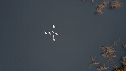 White swans swims on a smooth water surface. Dry reeds grow around. View from above
