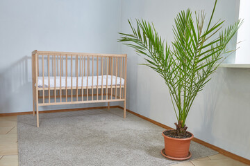 baby cot in a spacious bright empty room with a date palm flower.