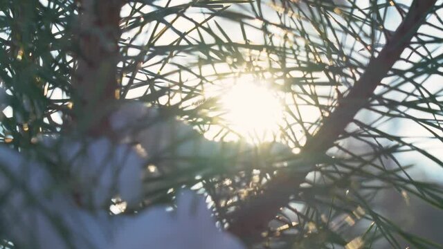 Close-up view 4k stock video footage of beautiful green branches of Christmas fresh pine trees covered with fresh fluffy white snow. Sunny winter forest landscape
