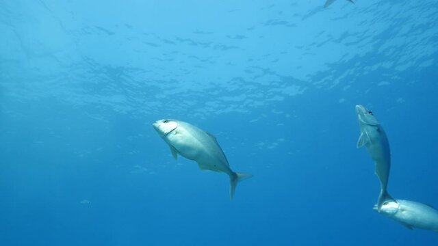 jack fish underwater jackfish swim slow motion mediterranean ocean scenery