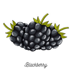 Blackberry fruit illustration hand drawn