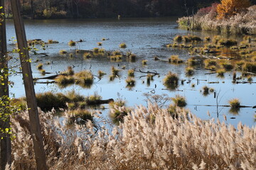 swamp in the middle of an autumn forest
