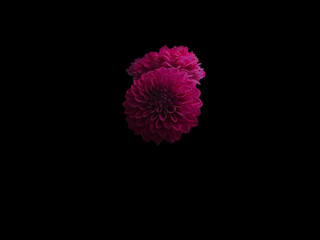 pink dahlia flower isolated on black