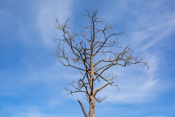 Dry tree,Turkey - Middle East, Abstract, Animal Trunk, Autumn, Bare Tree,Bare tree