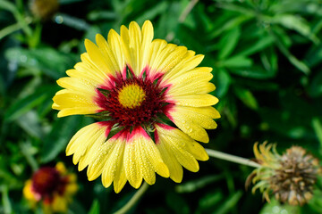One vivid yellow and orange Gaillardia flower, common known as blanket flower,  and blurred green leaves in soft focus, in a garden in a sunny summer day, beautiful outdoor floral background.
