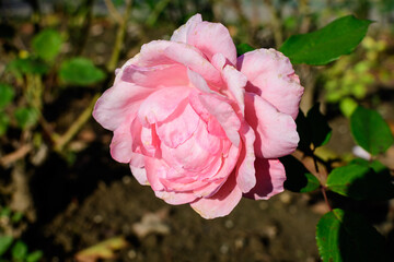 One large and delicate vivid pink rose in full bloom in a summer garden, in direct sunlight, with blurred green leaves in the background.