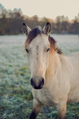 white young horse portrait, looking straight to camera - obrazy, fototapety, plakaty