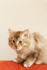 Fototapeta na wymiar Sibirer Kitten Farbe Cinnamon