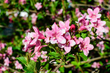 Close up of vivid pink and white Weigela florida plant with flowers in full bloom in a garden in a sunny spring day, beautiful outdoor floral background photographed with soft focus