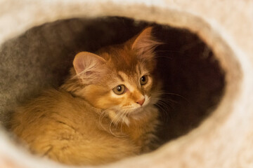 Sibirer Kitten in Filzhöhle