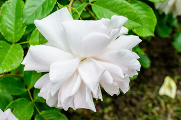 Close up of one large and delicate white rose in full bloom in a summer garden, in direct sunlight, with blurred green leaves in the background.