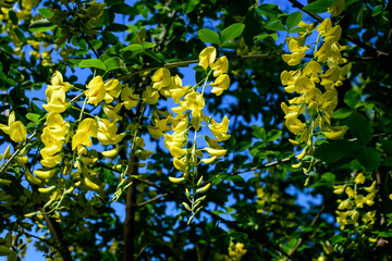 Tree with yellow flowers and buds of Laburnum anagyroides, the common laburnum, golden chain or golden rain, in full bloom in a sunny spring garden, beautiful outdoor floral background.